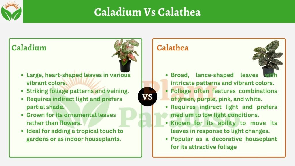 Caladium Vs Calathea