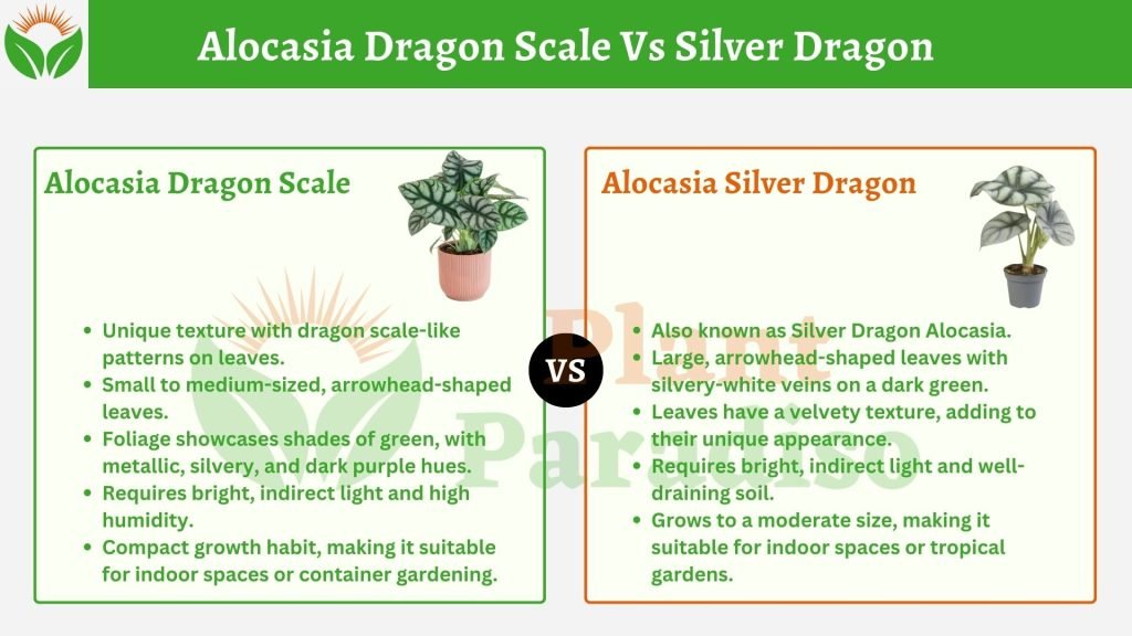 Alocasia Dragon Scale Vs Silver Dragon