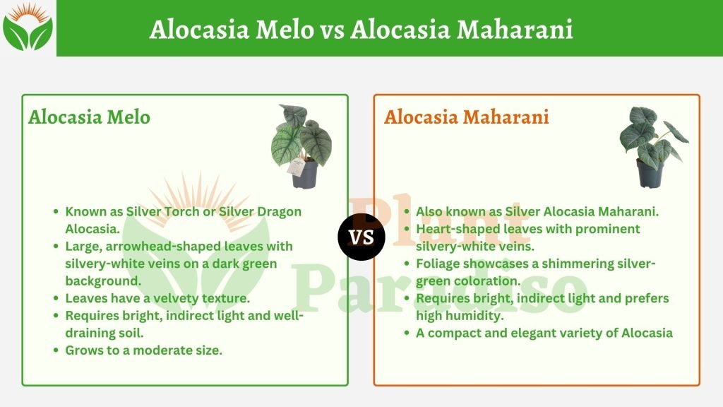 Alocasia Melo Vs Maharani