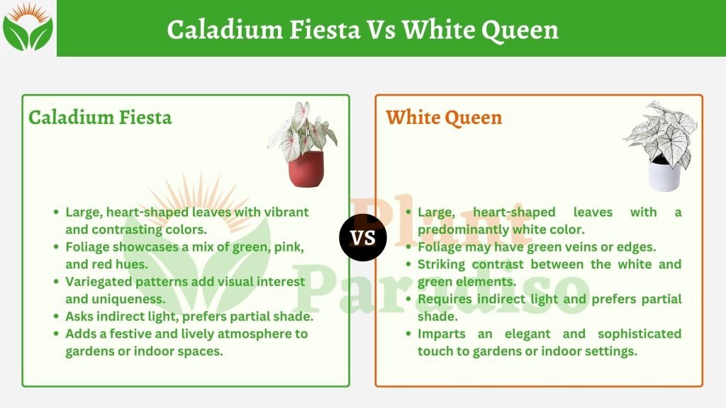 Caladium Fiesta Vs White Queen