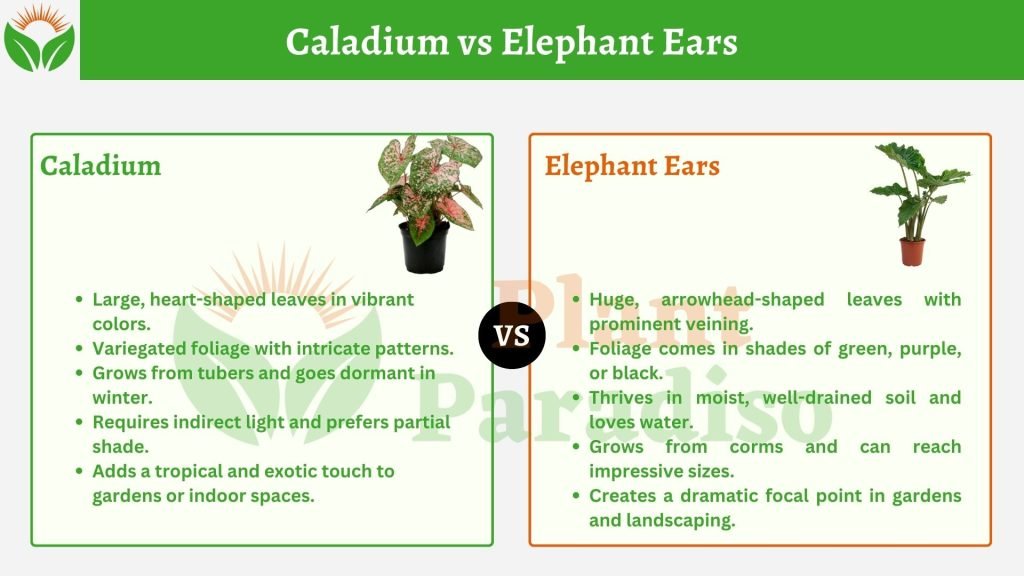 caladium vs elephant ears
