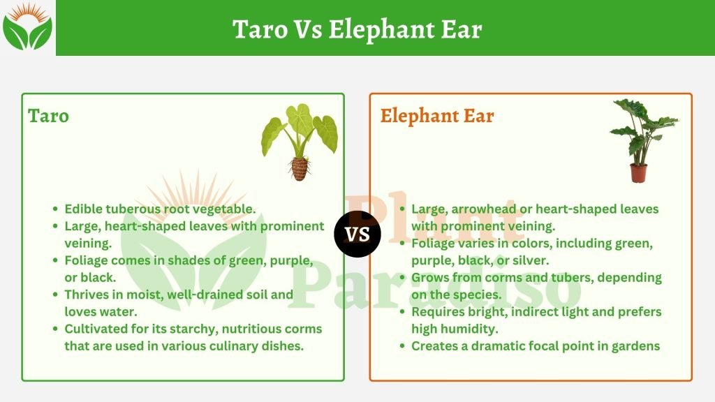 Taro Vs Elephant Ear