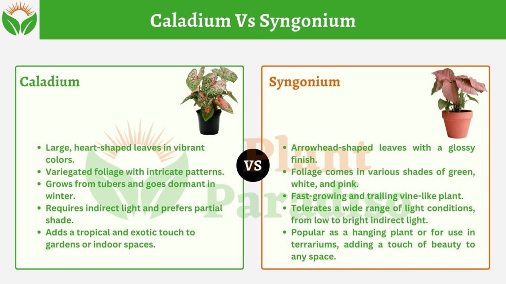 Caladium Vs Syngonium