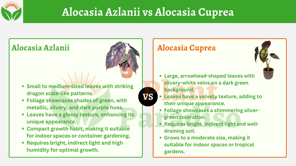 Alocasia Azlanii vs Alocasia Cuprea