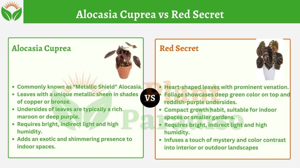 Alocasia Cuprea vs Red Secret
