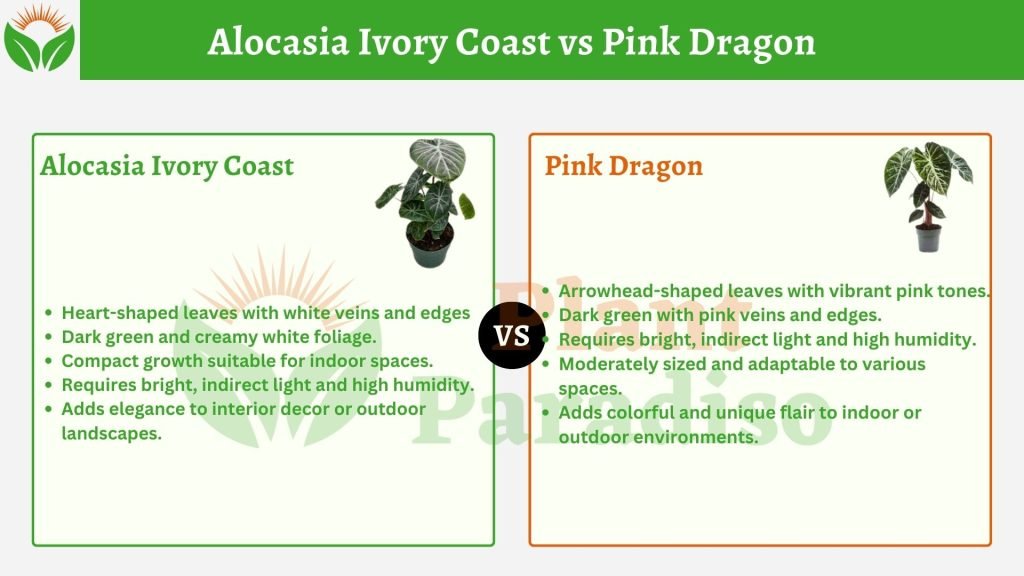 Alocasia Ivory Coast vs Pink Dragon