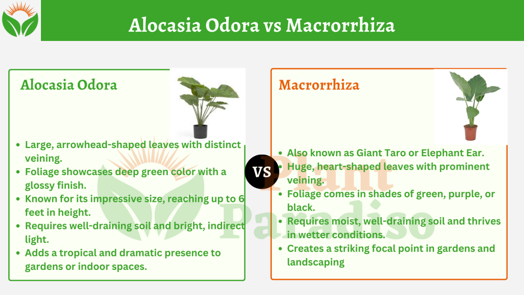 Alocasia Odora vs Macrorrhiza
