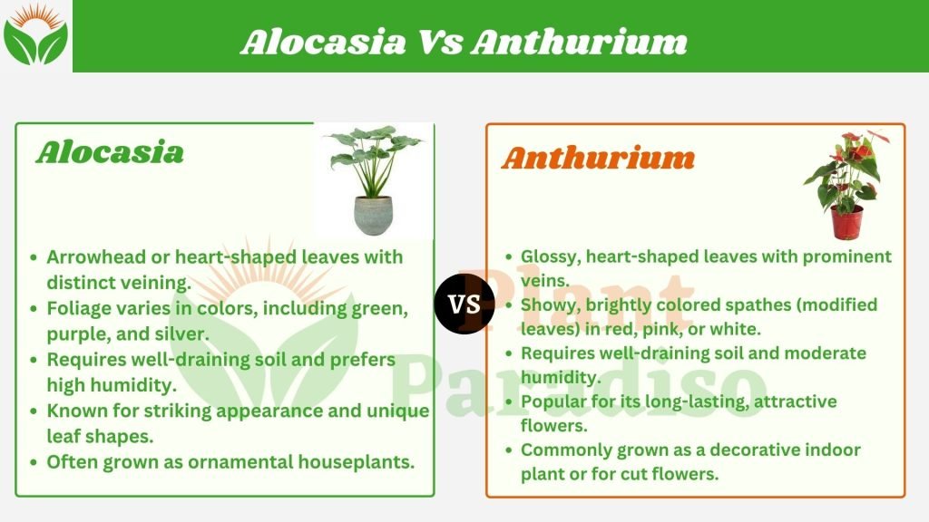 Alocasia Vs Anthurium