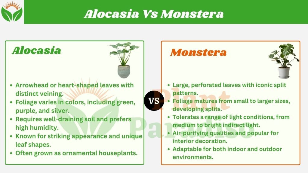 Alocasia Vs Monstera