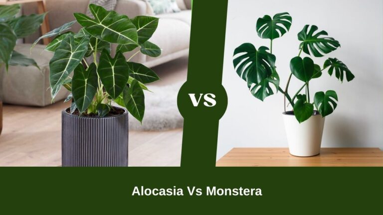 Alocasia Vs Monstera: Battle Of The Leaves