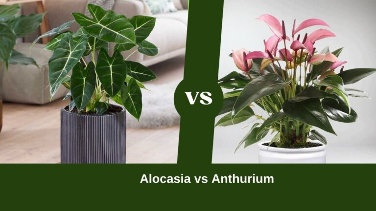 Alocasia Vs Anthurium: Differences And Similarities Of The Indoor Plant