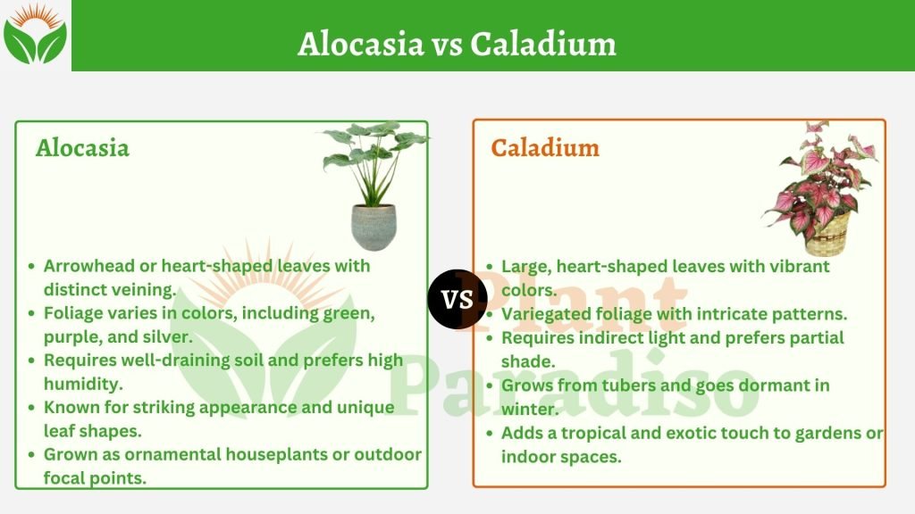 Alocasia vs Caladium