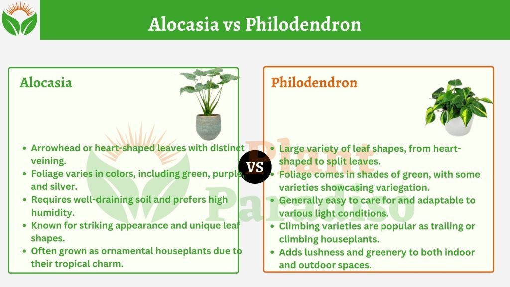 Alocasia vs Philodendron