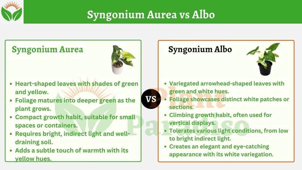 Syngonium Aurea vs Albo