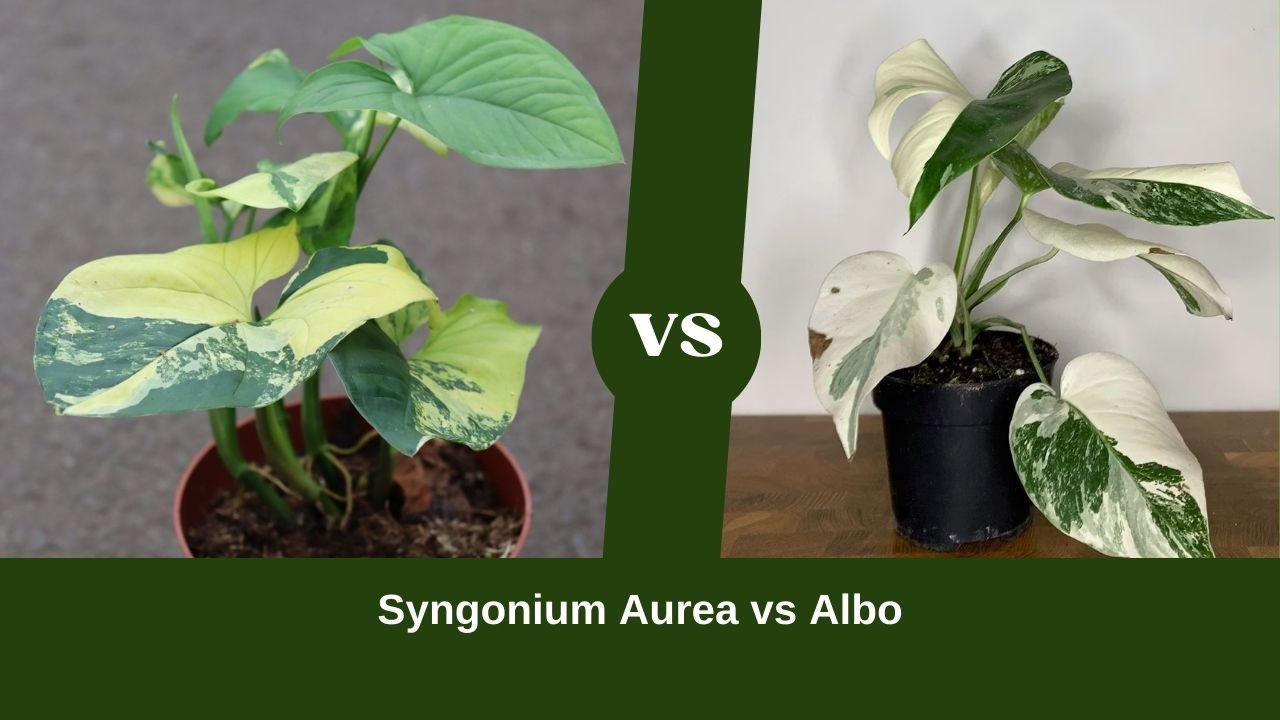 Syngonium Aurea vs Albo