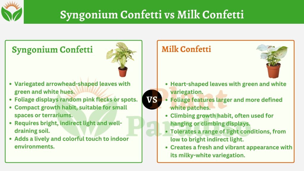 Syngonium Confetti vs Milk Confetti