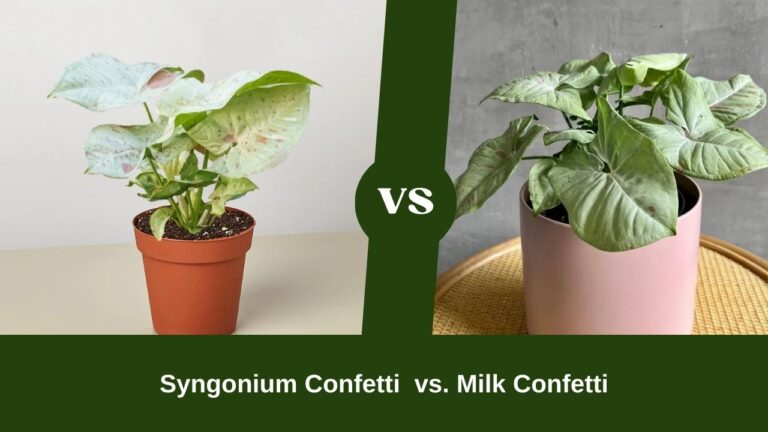 Is Milk Confetti A Little Easygoing Compared to Syngonium Confetti?