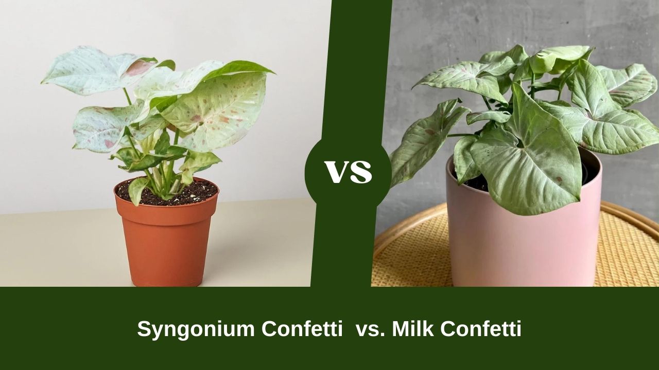 Syngonium Confetti vs. Milk Confetti