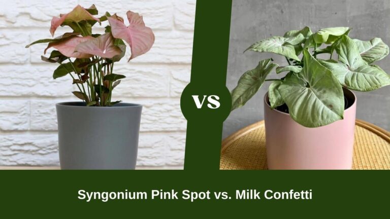 Syngonium Pink Spot vs. Milk Confetti – Exploring Unique Foliage Varieties