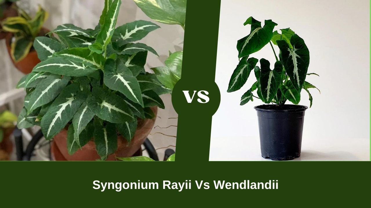 Syngonium Rayii Vs Wendlandii