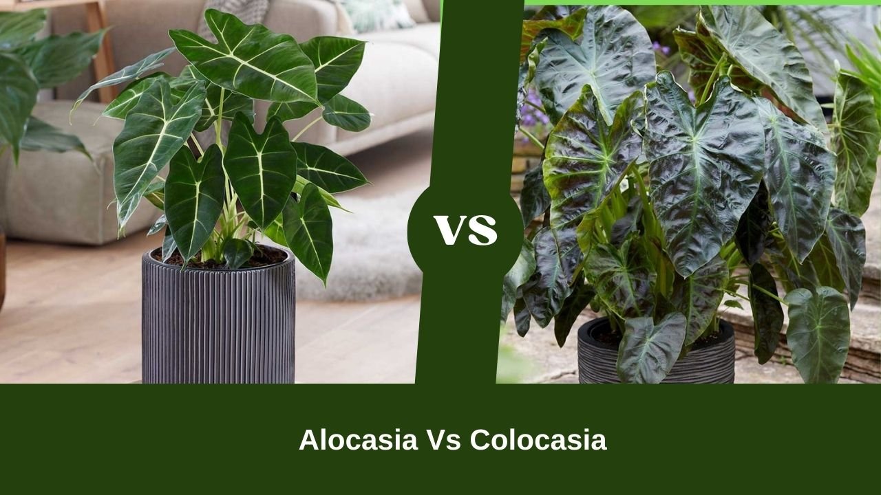 Alocasia vs Colocasia