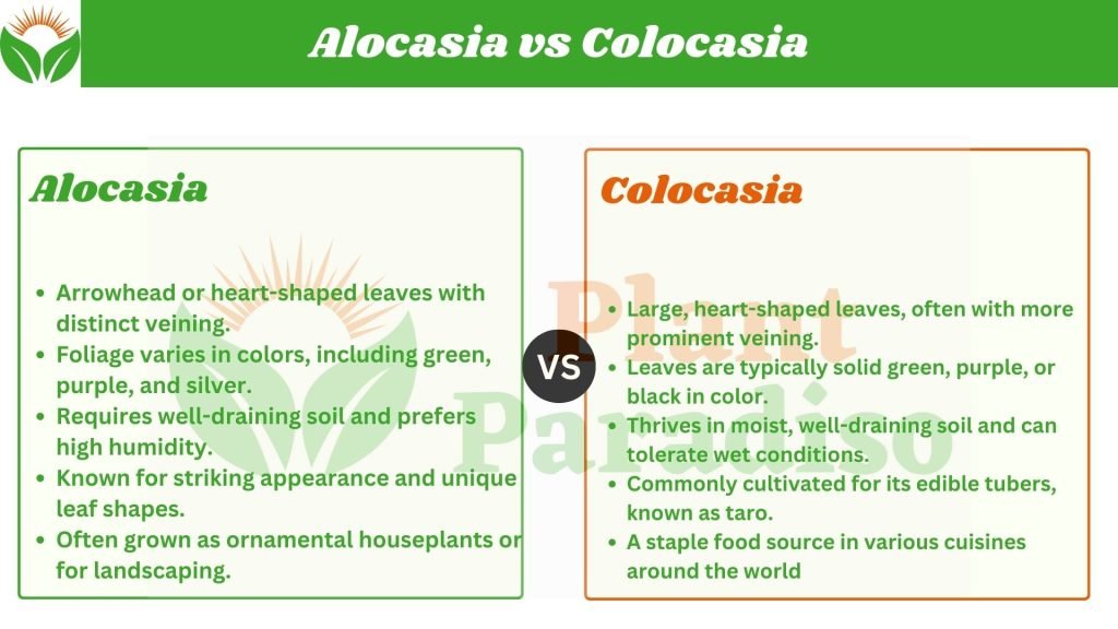 Alocasia vs Colocasia