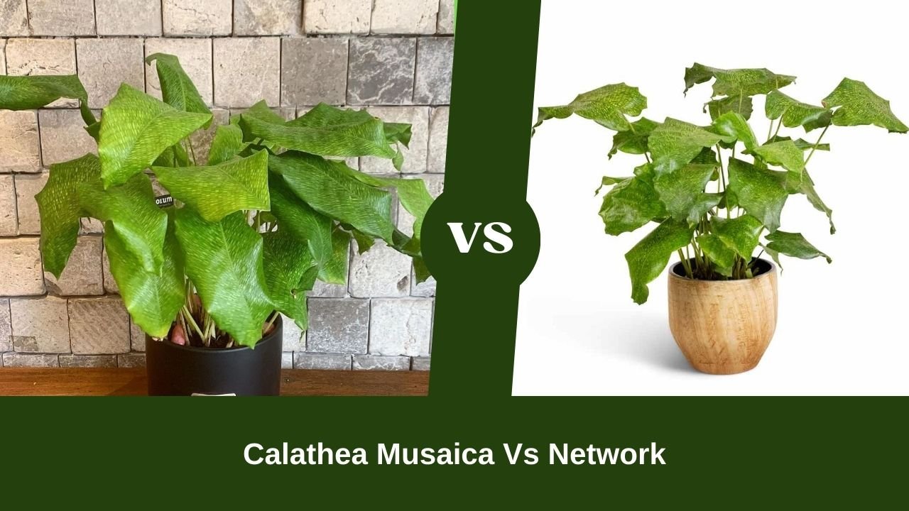 Calathea Musaica Vs Network: Differences And Similarities