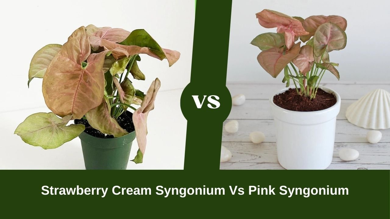 Strawberry Cream Syngonium Vs Pink Syngonium