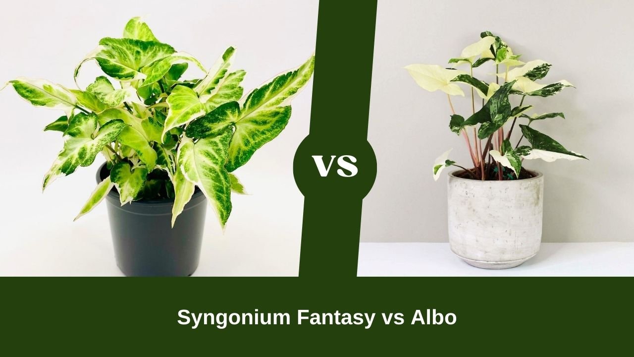 Syngonium Fantasy vs Albo