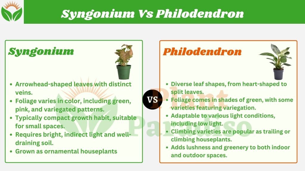 Syngonium Vs Philodendron