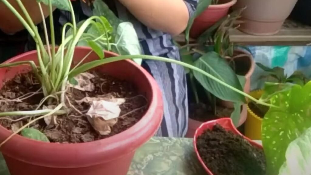 Caladium Leaves Dropping