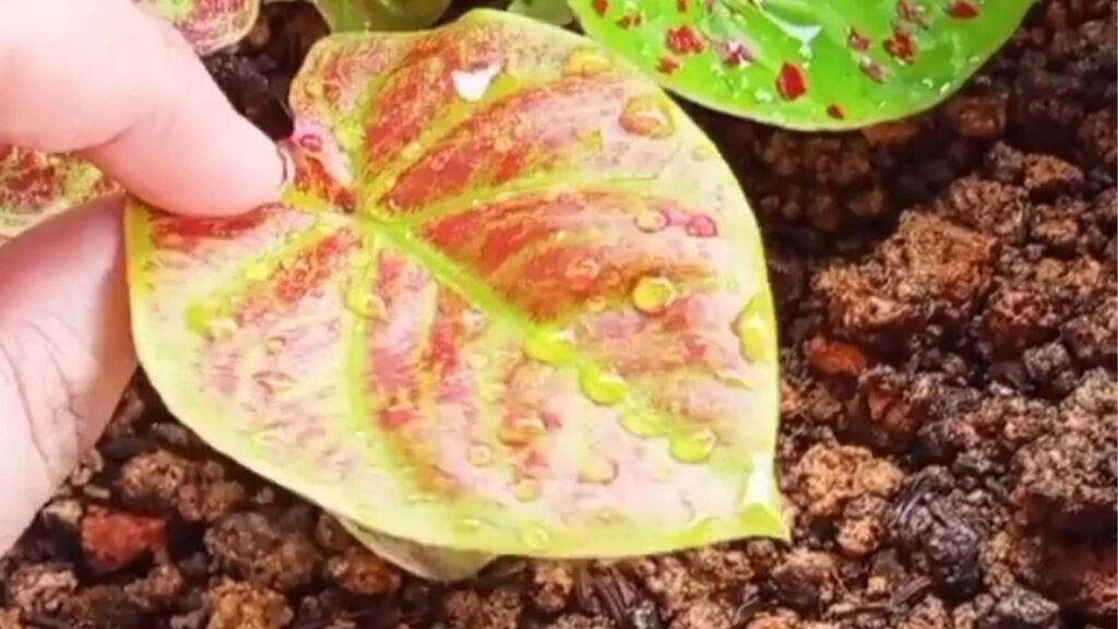 Caladium Leaves Turning Yellow