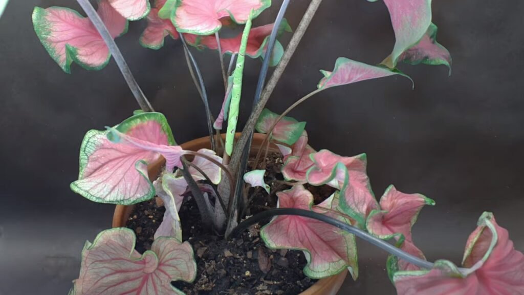 Caladium Not Growing