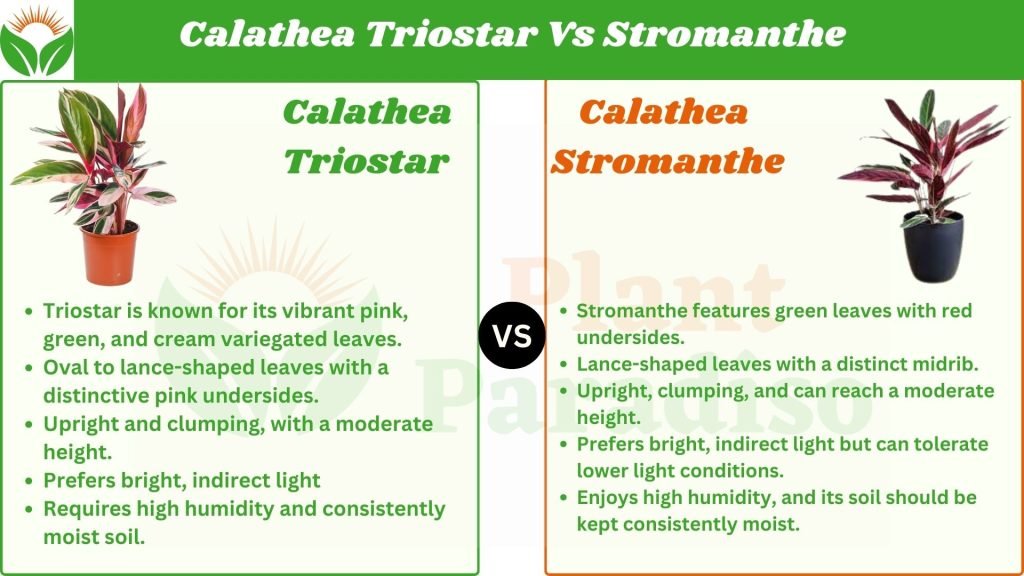 Calathea Triostar Vs Stromanthe