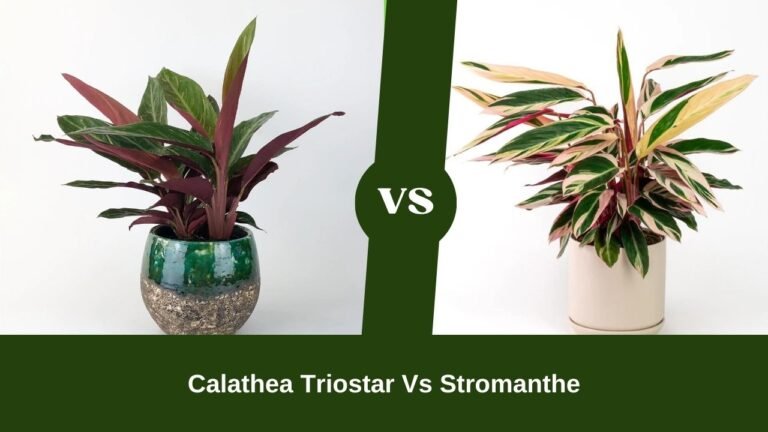 Calathea Triostar Vs Stromanthe: An Indoor Plant Show