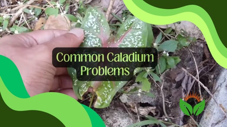 Common Caladium Problems – With How to Fix Guide