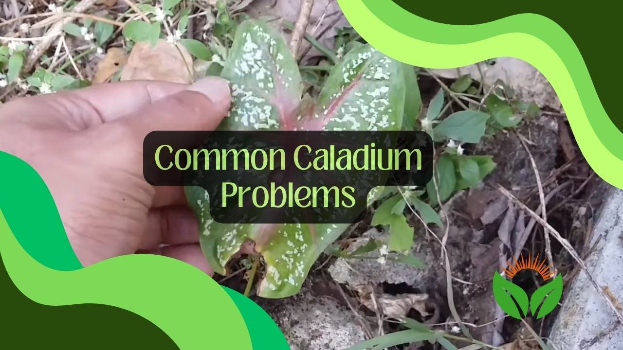 Common Caladium Problems