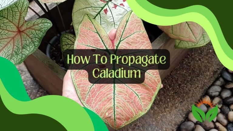 How To Propagate Caladium: A Step-By-Step Guide