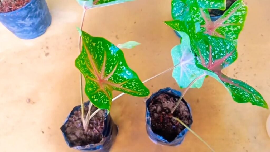 Propagate Caladium Plant