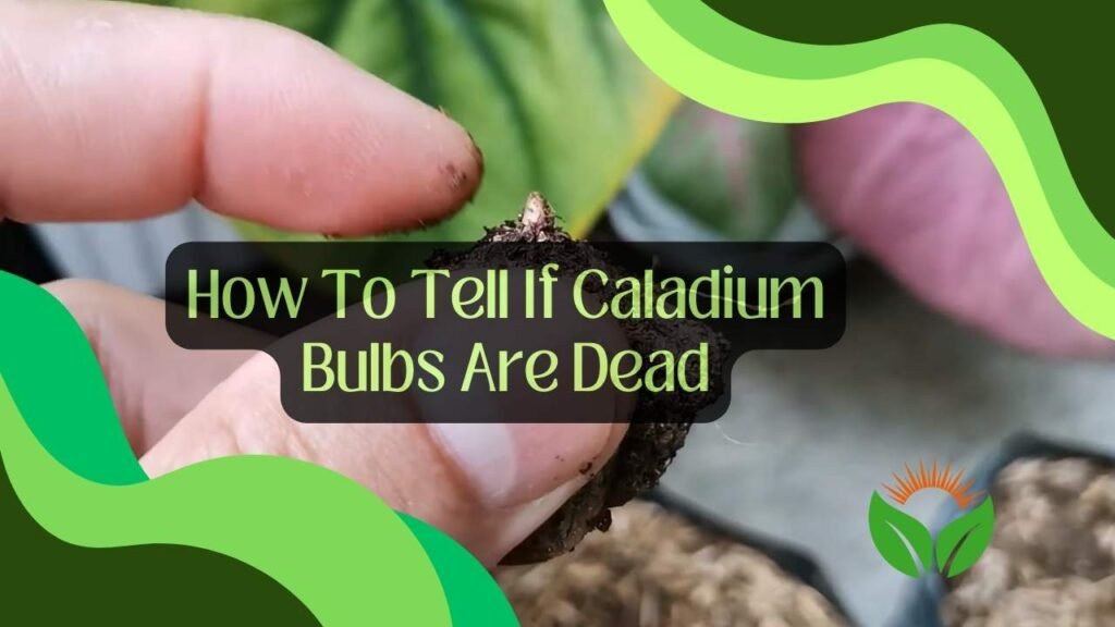 How To Tell If Caladium Bulbs Are Dead? Symptoms and Process Plant