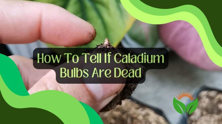 How To Tell If Caladium Bulbs Are Dead? Symptoms and Process