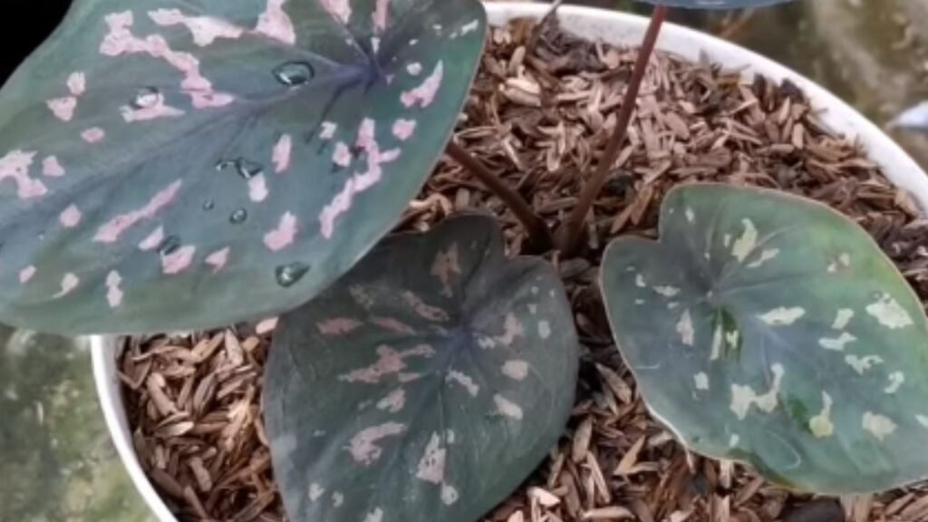 Caladium Rubicundum Bicolor