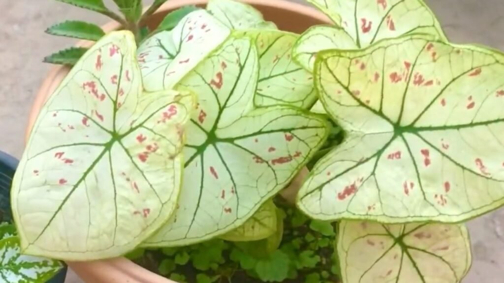 Caladium White Cranberry Star