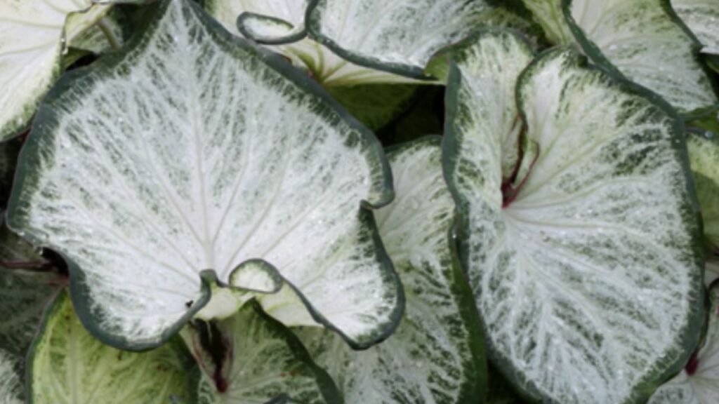 Caladium White Majesty