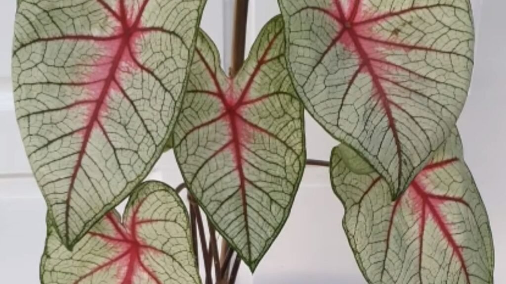 Caladium White Queen