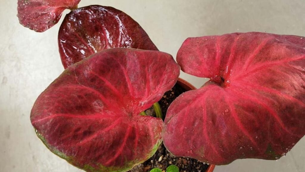 caladium red devil plant