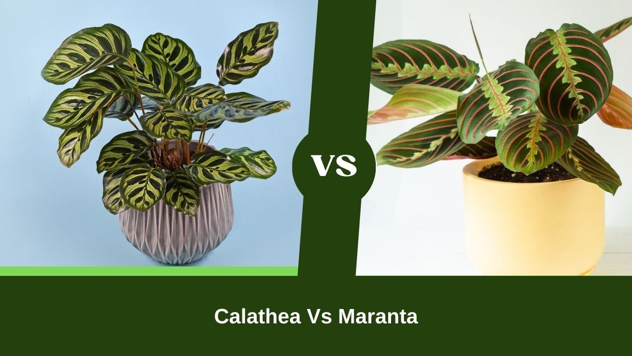 Calathea Vs Maranta