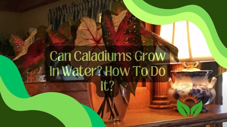Can Caladiums Grow In Water? How To Do It?