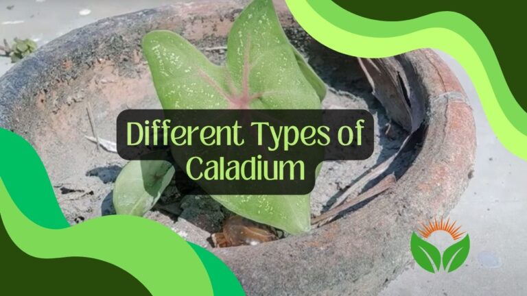 Different Types of Caladium: 16 Popular Types