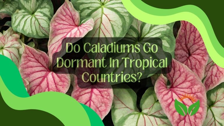 Do Caladiums Go Dormant In Tropical Countries? What You Need to Know